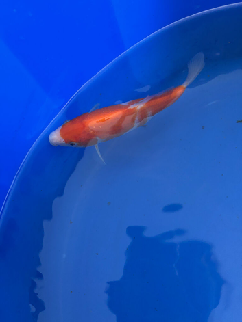 Multiple Kohaku koi 5-6 inch
