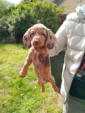 Beautiful mini Dachshund Puppies