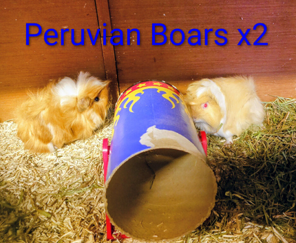 Pure bred Peruvian & Sheltie babies available soon.
