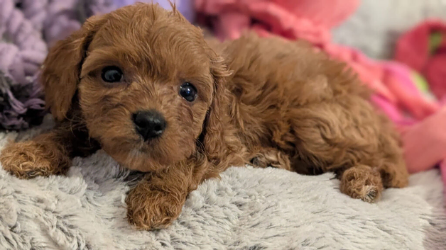 Extensively health tested F1 cavapoos