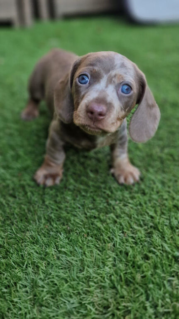 Stunning Miniature unusual dachshunds....lots of interest so be quick to avoid disappointment