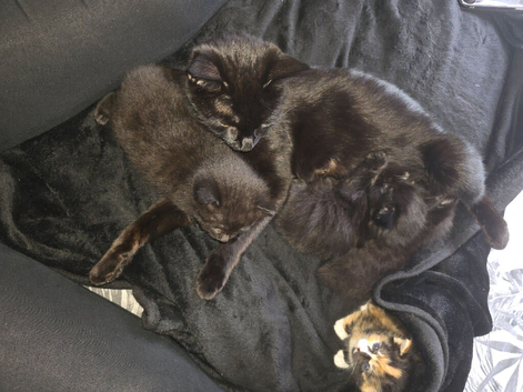 Kittens