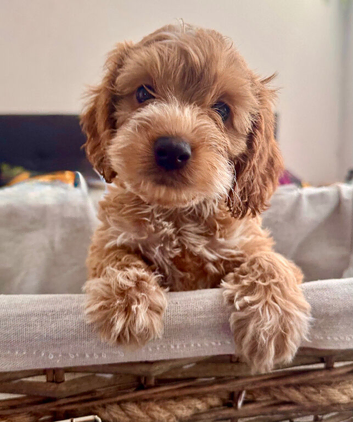 JUST 3 REMAINING STUNNING COCKAPOO PUPPIES