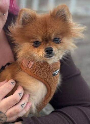 Pomeranian girl