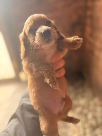 Cocker spaniel pups