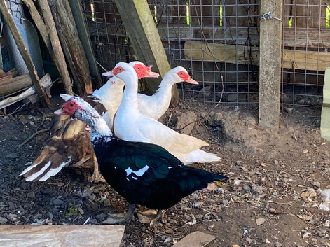Muscovy