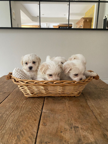 Maltese X puppies