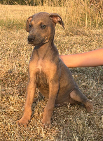 READY TO LEAVE. Stunning Lurcher puppies!! Dogs only!!