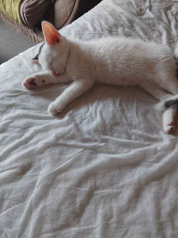 Beautiful male kitten