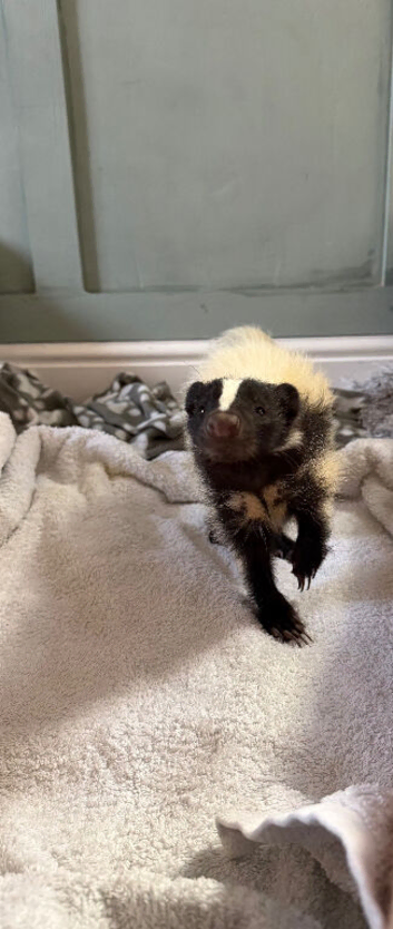 Domino the skunk