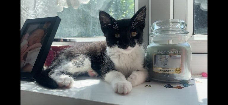 1 year old female cat Minnie