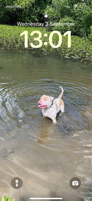 American bulldog stud