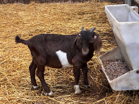 2 intact Boer billy kids