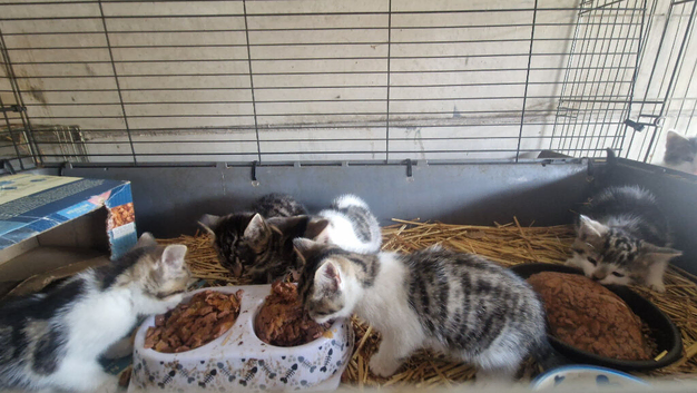 Kittens