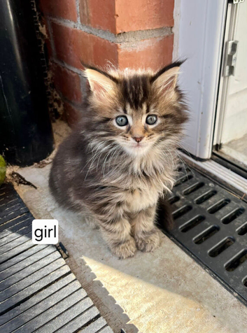 Mainecoon kittens