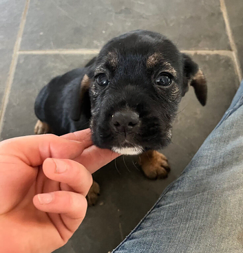 Cocker spaniel cross