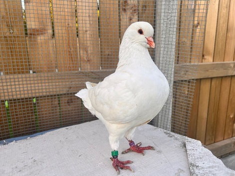 King pigeon