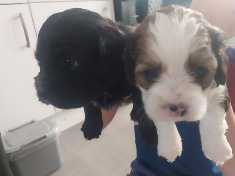 Lhasa apso