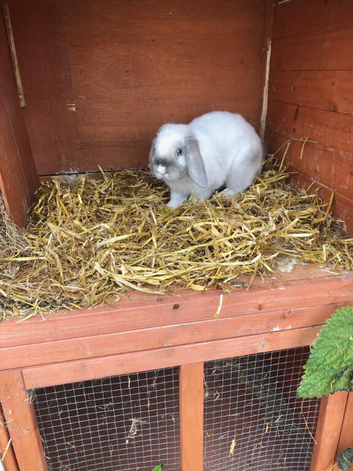 Adult male mini Lop ready for his forever home