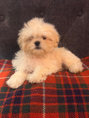Cute Shihchon Teddy Bear Puppies