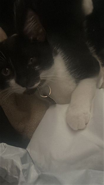 Male kitten