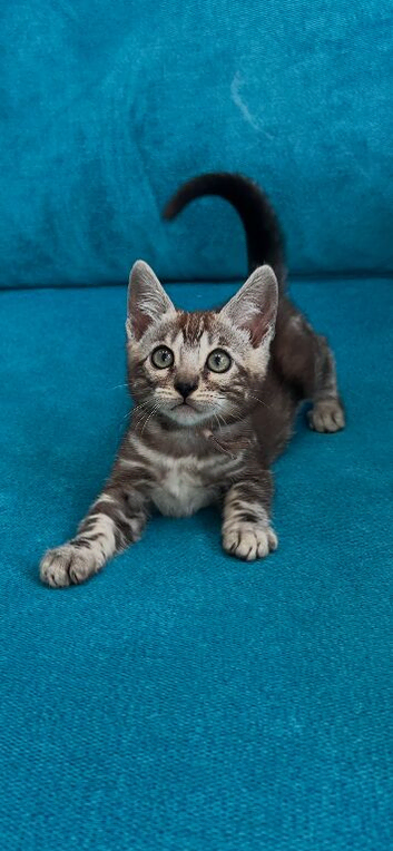 Rare marbled Bengal