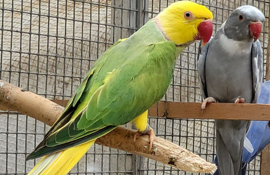 Breeding & pet Mutation Indian Ringneck Parrots