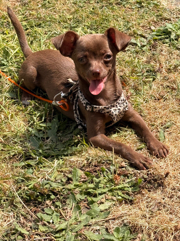 Chihuahua 6months old