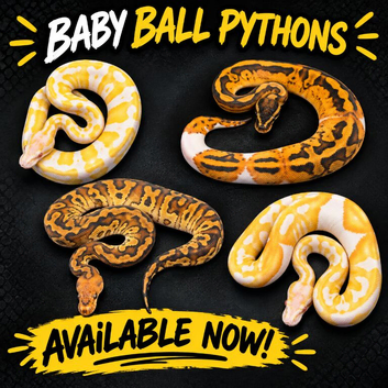 Hatchling Ball/Royal pythons