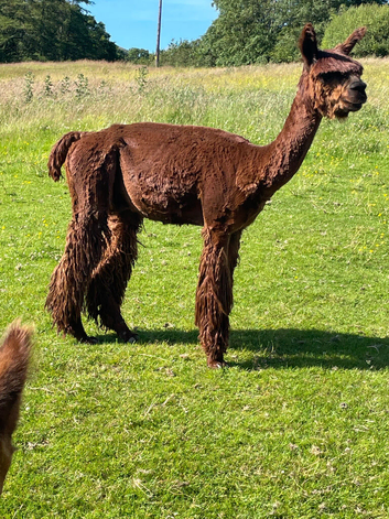Solid brown Suri male