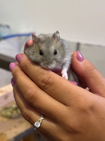 Russian dwarf hamster