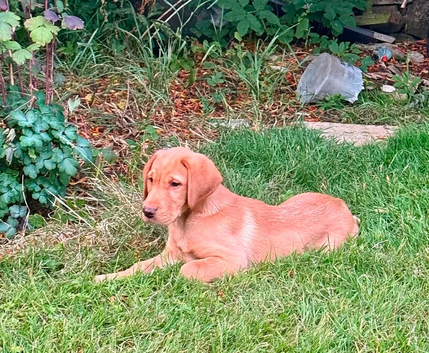Red Lab bitch pup