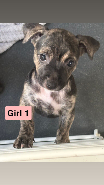 Jack Russell Cross Pocket Bully Puppies