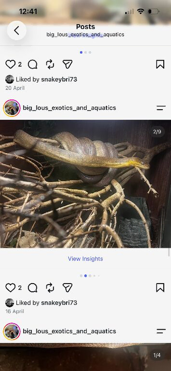 Maclops pythons