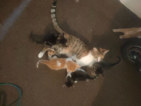 Gorgeous kittens for sale