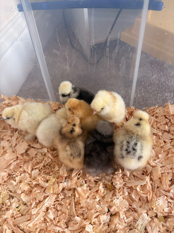 Silkie chicks
