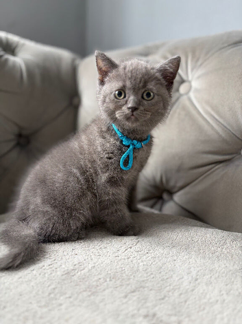 Two stunning BLUE British short haired kittens READY NOW