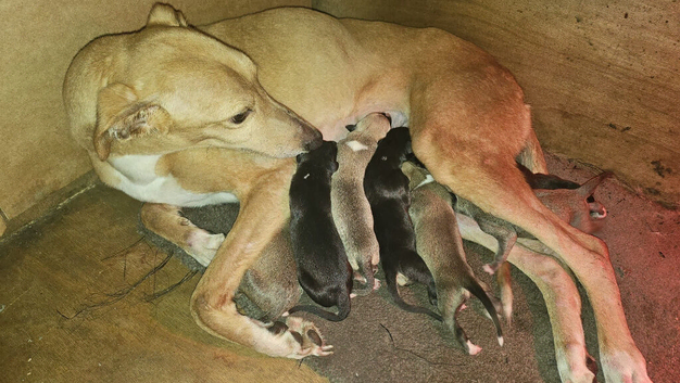 Australian cattle x greyhound x saluki greyhound pups