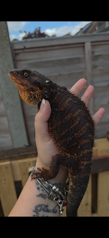 100% Red Monster Male