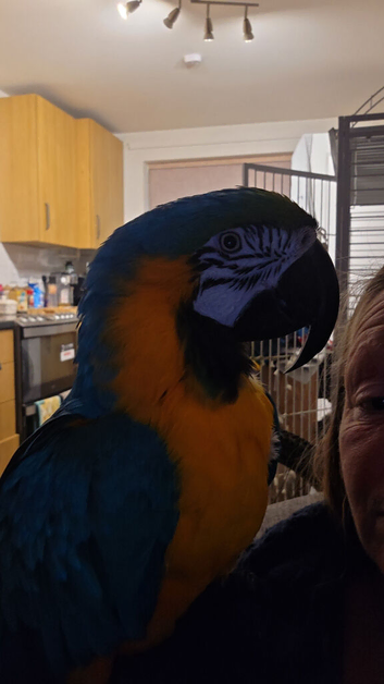 Macaw parrot