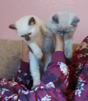 Full British shorthair available now Bradford