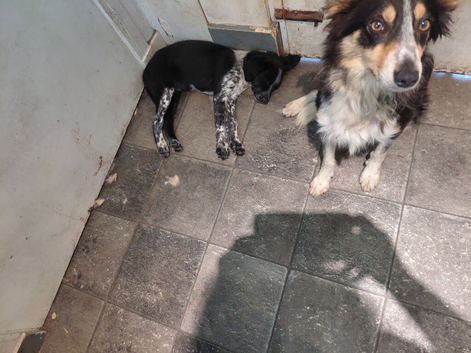 Sprollie pups forsale