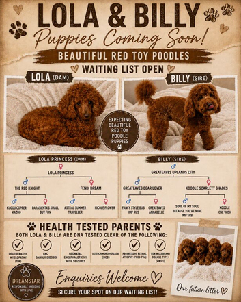 W️aiting List Deep Red Toy Poodle