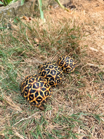 Indian star tortoise cb25