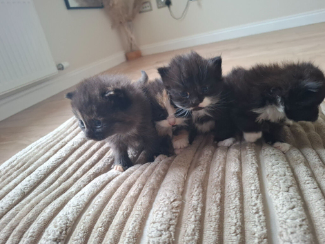 Litter of kittens