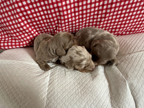 Miniature dachshund puppies