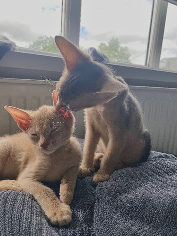 Abyssinian kittens