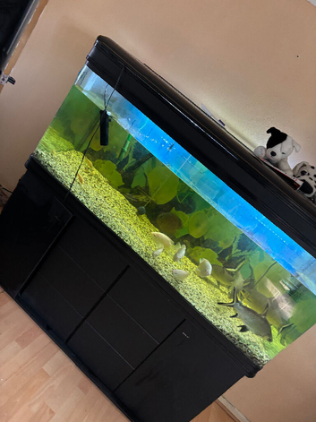 Fish