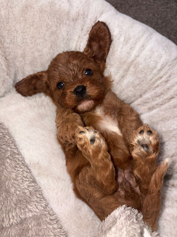 4 week old cavapoo litter