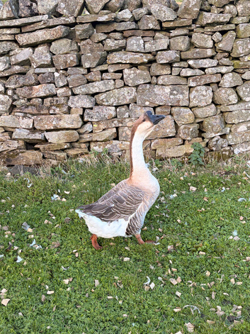 African Gander 2 yr old